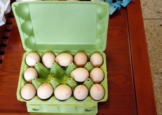 Máquina de bandeja de huevo de papel de pequeña capacidad Instalación conveniente Línea de producción de bandeja de huevo para la fabricación de cartón de huevo