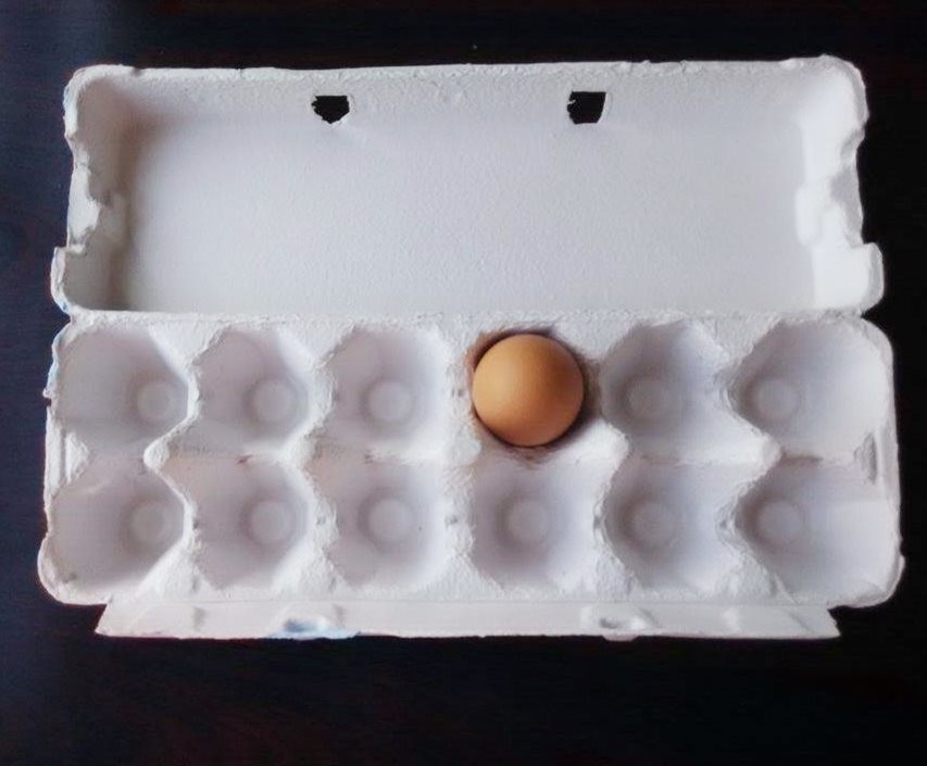Material modificado para requisitos particulares del acero inoxidable de la máquina 350 Pcs/h de la bandeja del huevo del papel usado del color